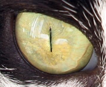 Die Augen der Katzen