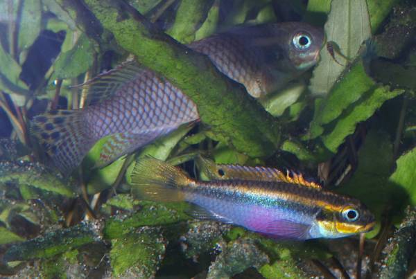 Smaragdprachtbarsche (Pelvicachromis taeniatus) passen ihre Brutpflege dem Zustand der Jungen an
