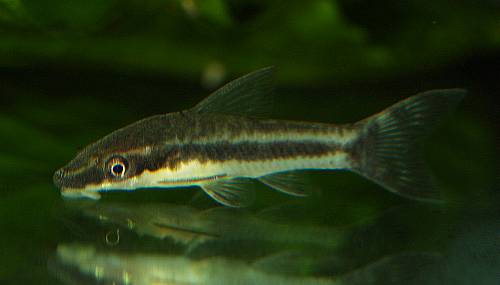 Substratgeruch fördert Fischaktivität