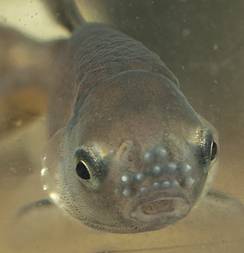 A general pattern in morphological antipredator plasticity? It is age- and sex-specific in the fathead minnow as well!