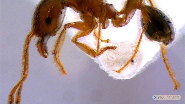 Pheidole pallidula Minor