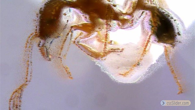 Pheidole pallidula Minor